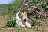 FOX TERRIER 027